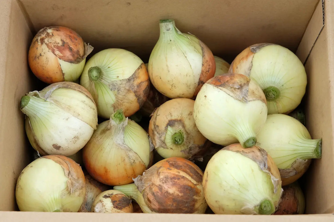 初めての野菜販売について伝えたい事