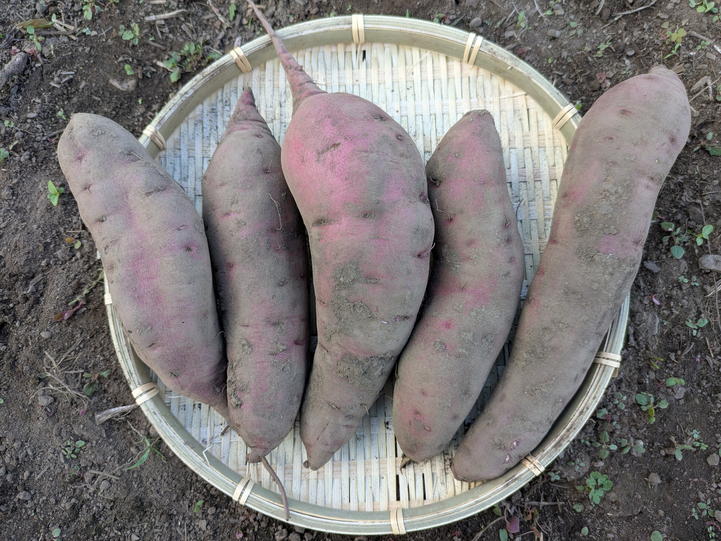 松本梓川産のサツマイモ/4品種 食べ比べセット