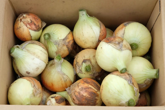 初めての野菜販売について伝えたい事
