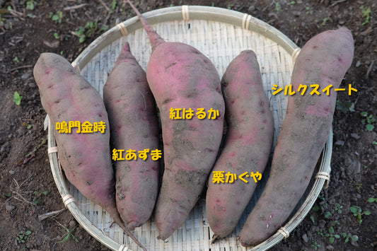 松本梓川産の掘りたてサツマイモ／５種食べ比べセット