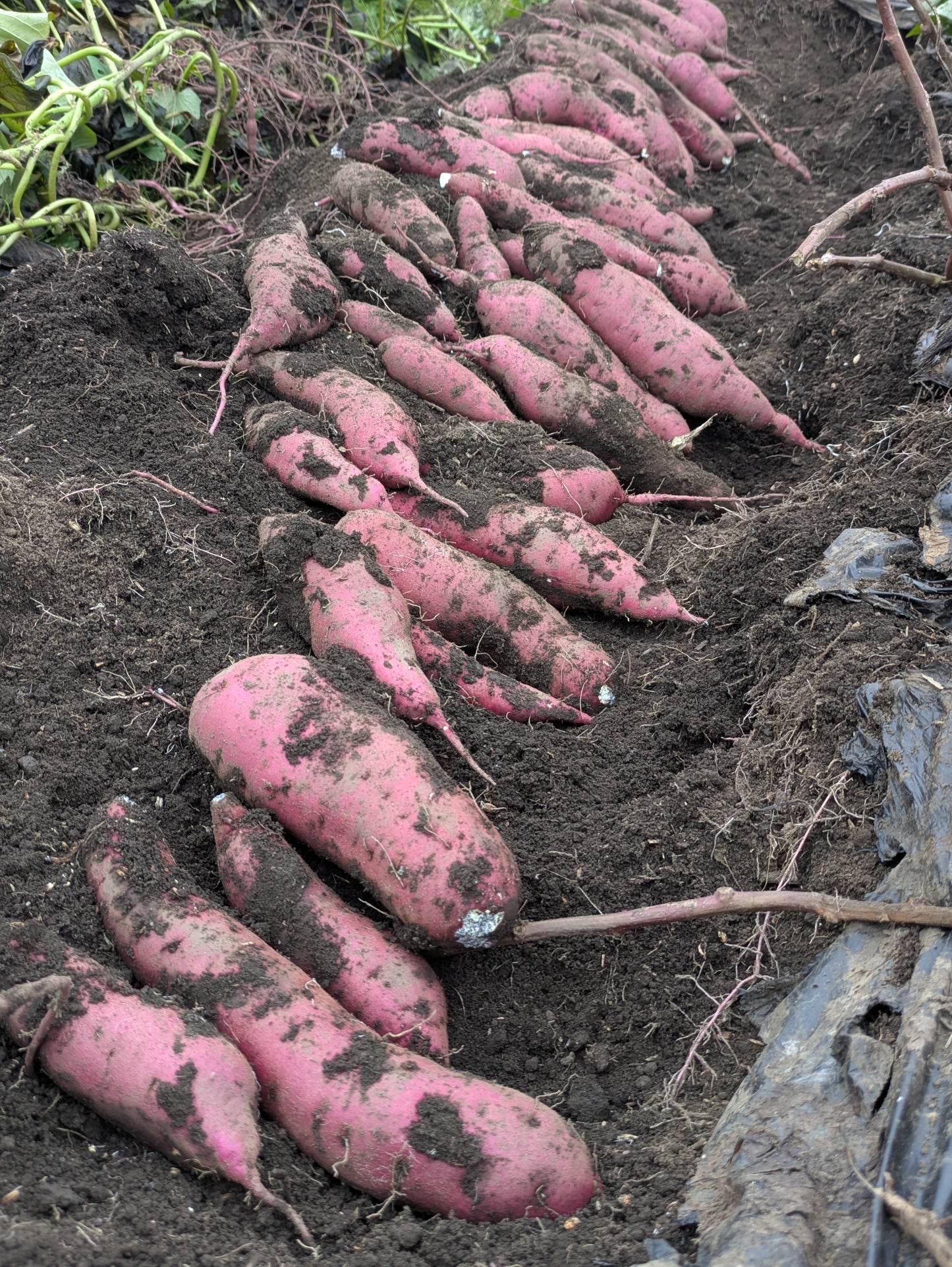 松本梓川産のサツマイモ／４品種 食べ比べセット