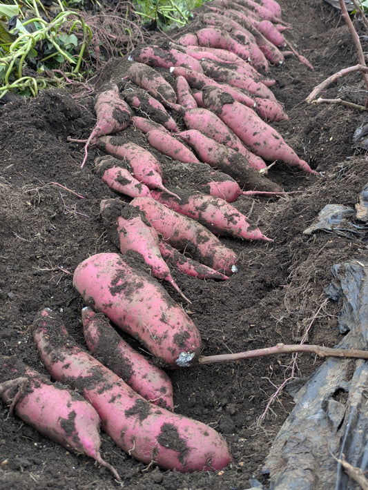 松本梓川産のサツマイモ／４品種 食べ比べセット
